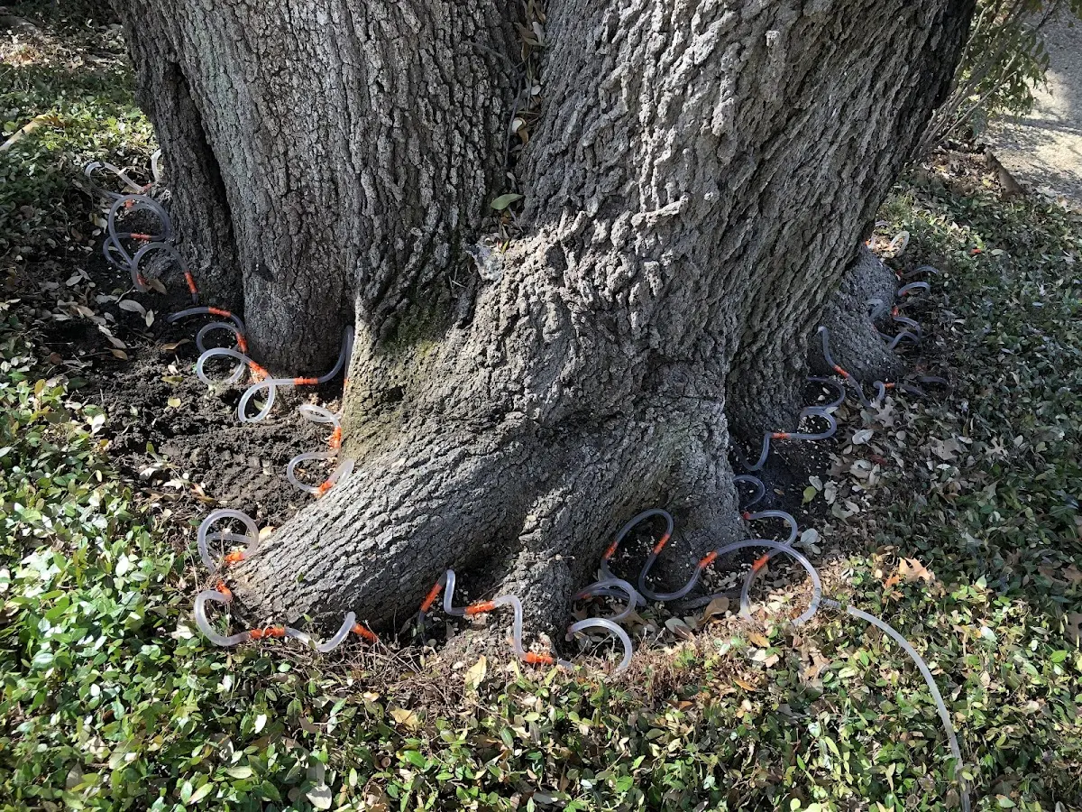 Detailed Shrub and Hedge Trimming job site in Varnell