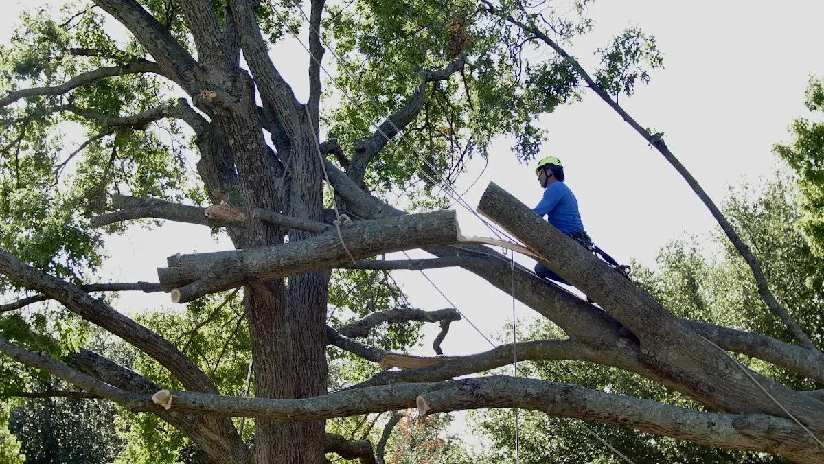 Professional Crown Thinning performed by certified arborists in Varnell